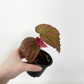 Begonia "Crazy Pink" [#2419]