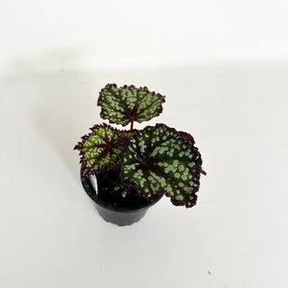 Begonia 'Fairytale' [#2160]