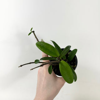 Hoya revolubilis