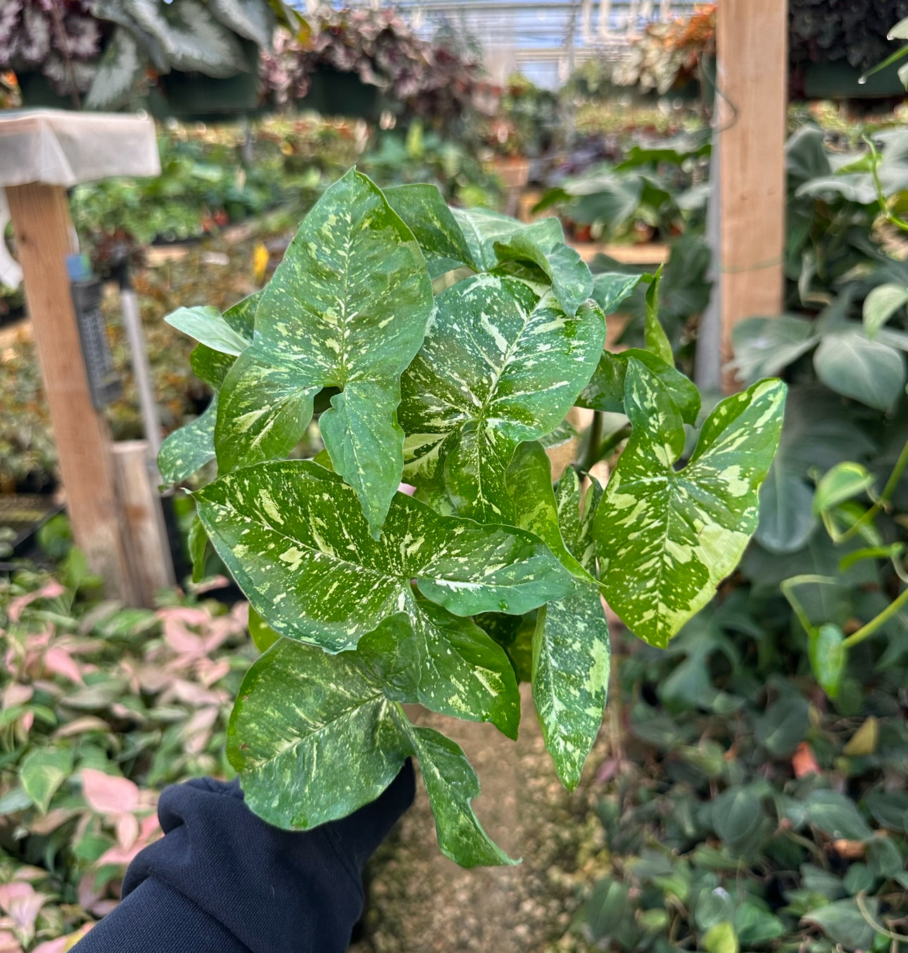 arrowhead pothos Syngonium Podophyllum Panda | Mint-Variegated Arrowhead Vine