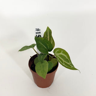 Anthurium 'Doc Block F3' - 3 Seedlings [#1527]