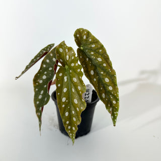 Begonia maculata (Variegated) [#2240]