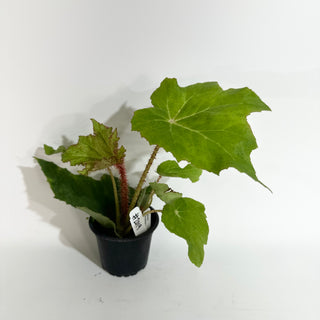 Begonia 'Ricinifolia' [#2019]