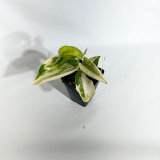 Z-4978 - Scindapsus pictus 'Jade Satin' aurea-variegata