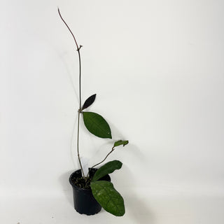 Hoya peninsularis