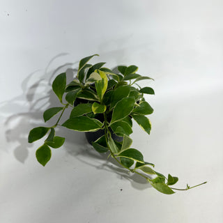 Hoya heuschkeliana albo-marginata [#1952]