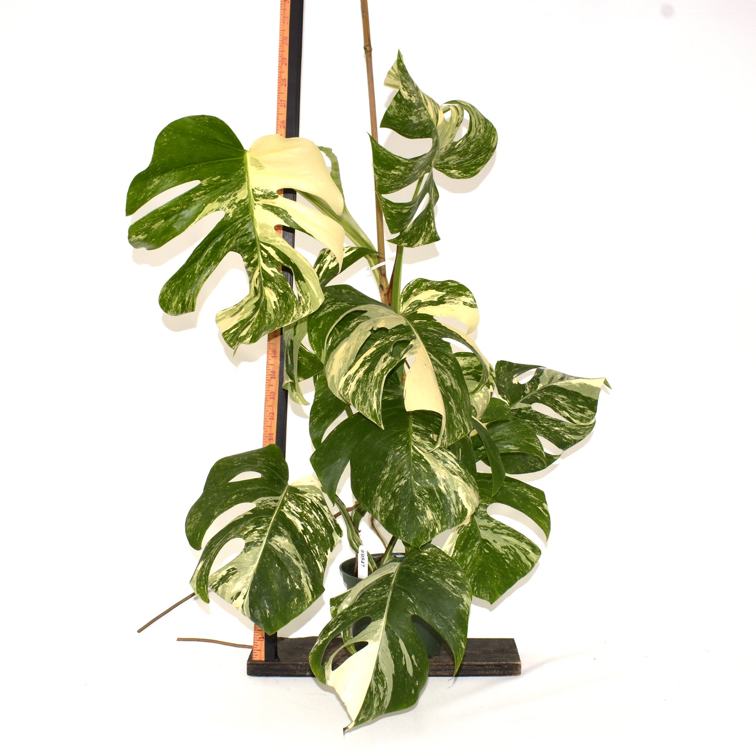 Monstera deliciosa var. borsigiana albo-variegata [#547]