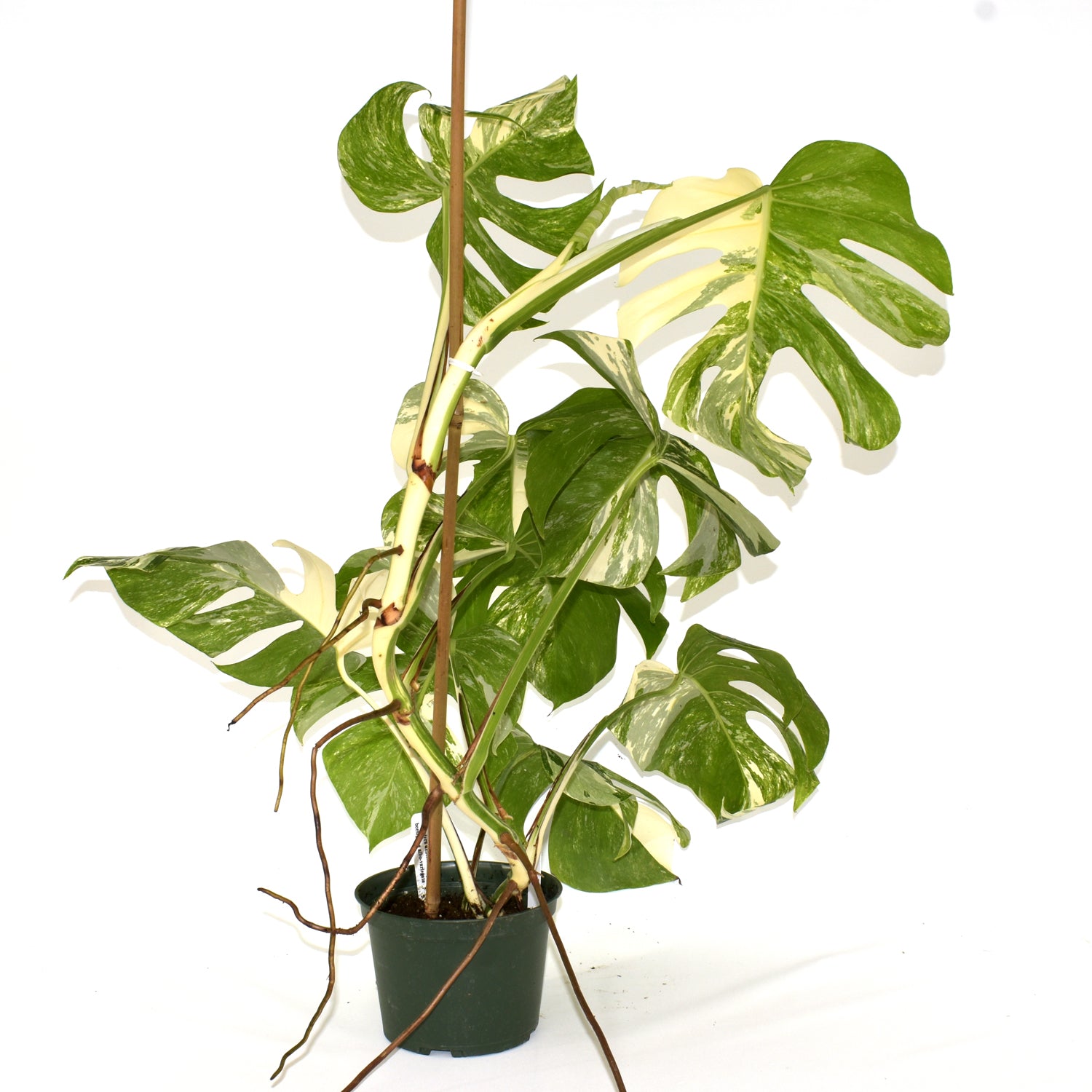 Monstera deliciosa var. borsigiana albo-variegata [#547]