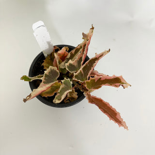 Begonia 'Dainty Spray' (Sport) [#1509]