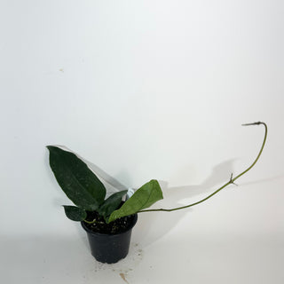 Hoya macrantha [#2187]