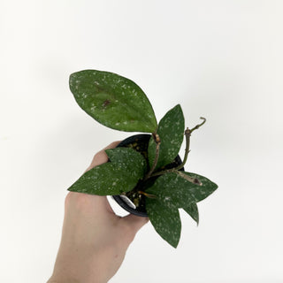 Hoya rundumensis (splash) [#2327]