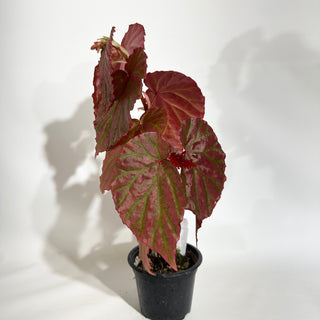 Begonia "Crazy Pink" [#1892]