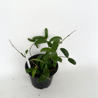 Hoya yuennanensis [#2037]