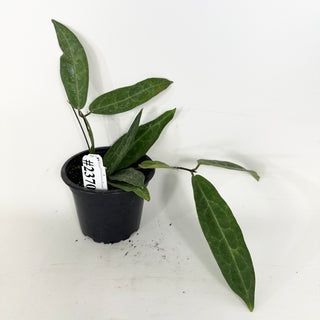 Hoya hypolasia [#2370]