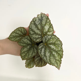 Begonia 'Almost Heaven' [#2155]