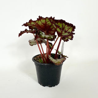 Begonia 'Dolce Vita' [#2129]