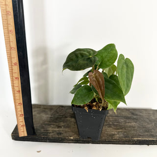 Anthurium ('Zara'/'Michelle')/luxurians x papillilaminum SL #1 [#2080]