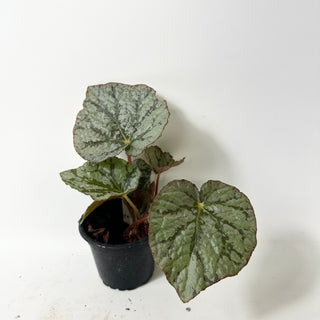 Begonia 'Steve's Leaves Saxon's Dream' [#2017]