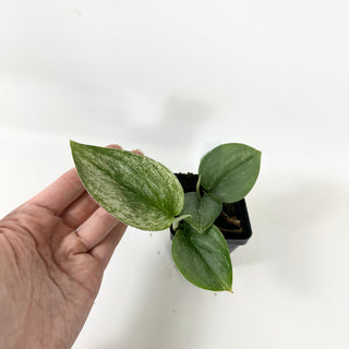 Z-5372 - Scindapsus treubii variegata