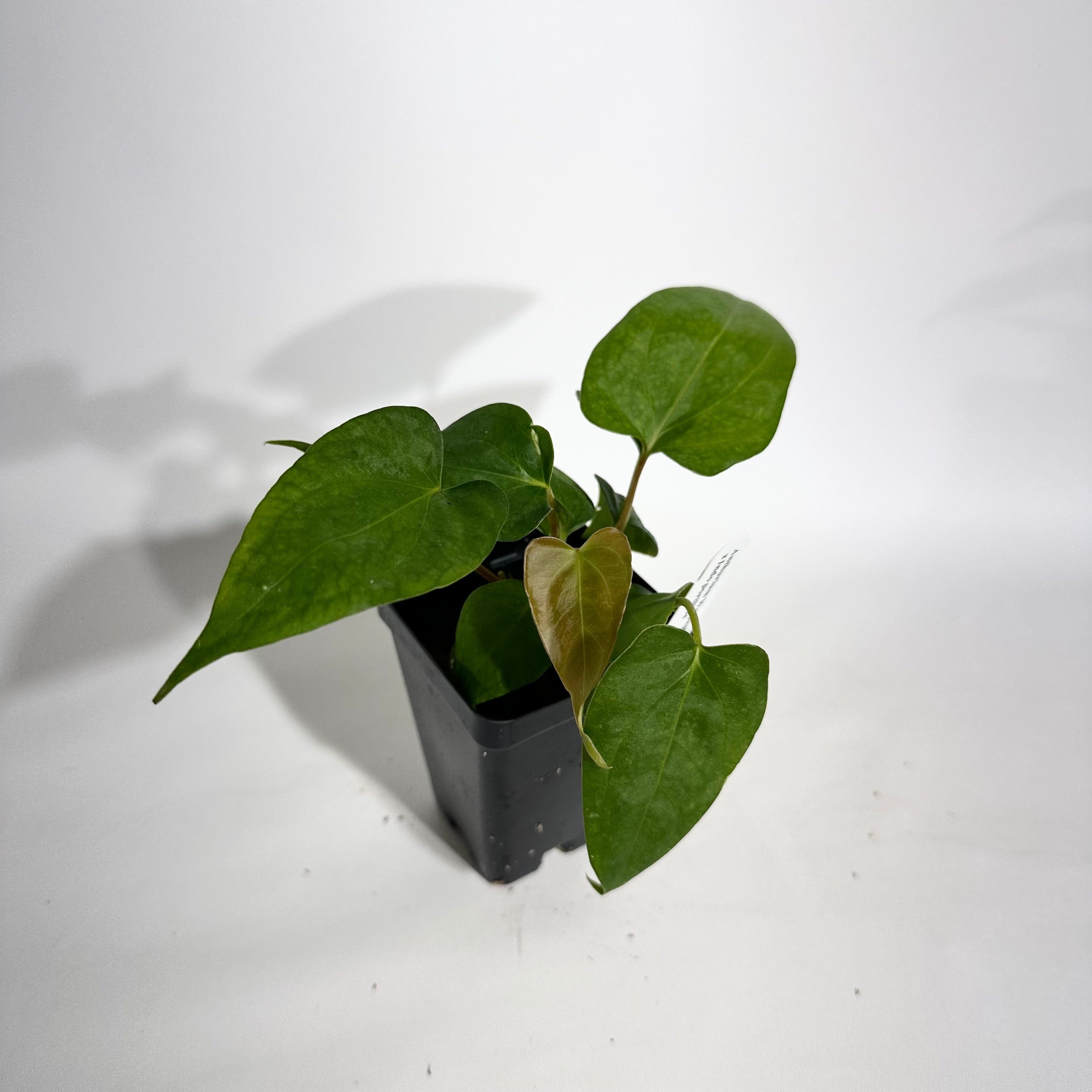 anthurium portillae Anthurium Wu papillilaminum x indo portillae – Steve's Leaves