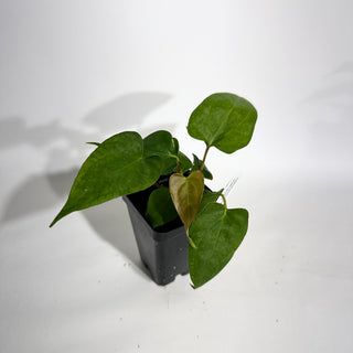 Anthurium Wu papillilaminum x indo portillae