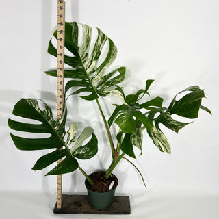 Monstera deliciosa var. borsigiana albo-variegata [#1451]