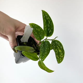 Z-5145 - Scindapsus pictus (Green Form Hassk)