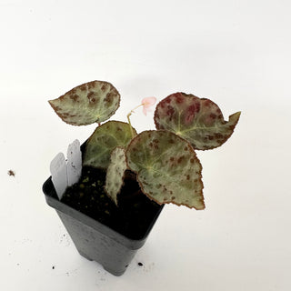 Begonia wiformis (silver form) [#2394]