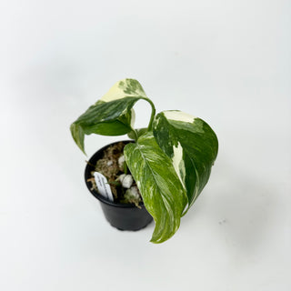 Monstera lechleriana variegated