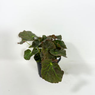 Begonia U538 [#2085]