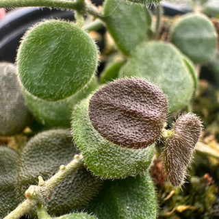Hoya wenshanensis