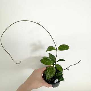 Hoya crassipetiolata (Splash Round) [#1995]