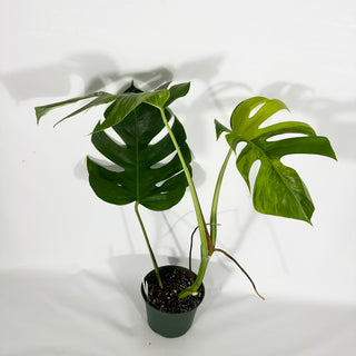 Monstera deliciosa 'Marmorata' [#1261]