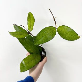 Hoya sp. Lai Chau Forest [#1612]