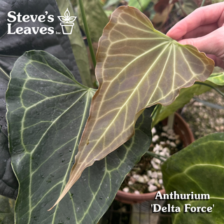 Anthurium carlablackiae x 'Delta Force' - Seedling [#1483]