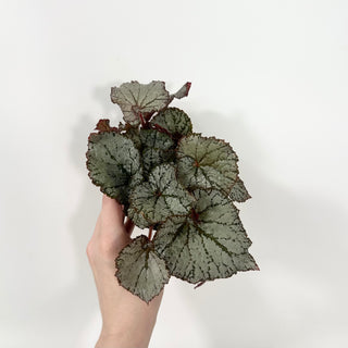 Begonia 'Desperado' [#2054]