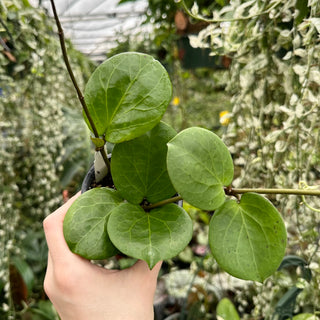 Hoya 'Rhiannon'