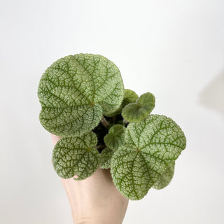 Begonia U702 [#2375]