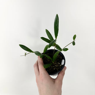 Hoya loheri