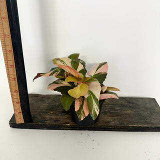 Z-5165 - Begonia ‘Withlacoochee’ (Variegated)