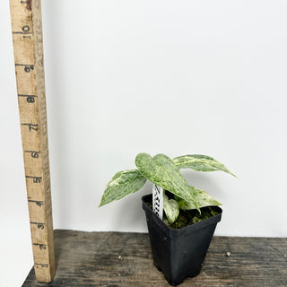 Z-5335 - Scindapsus pictus 'Peasun'