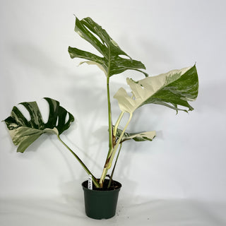 Z-4326 - Monstera deliciosa var. borsigiana albo-variegata