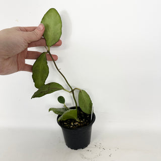 Hoya waymaniae 'Cloudy Sky' [#2293]