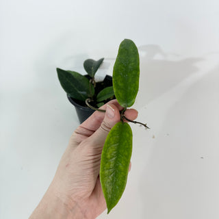 Hoya flavenscens IML 1117 [#2190]