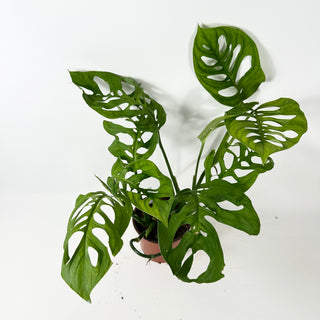 Monstera esqueleto [#2345]