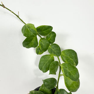 Hoya obscura (outer variegated) [#2332]