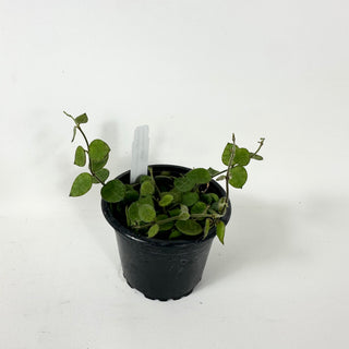 Dischidia imbricata (wrinkle leaf)