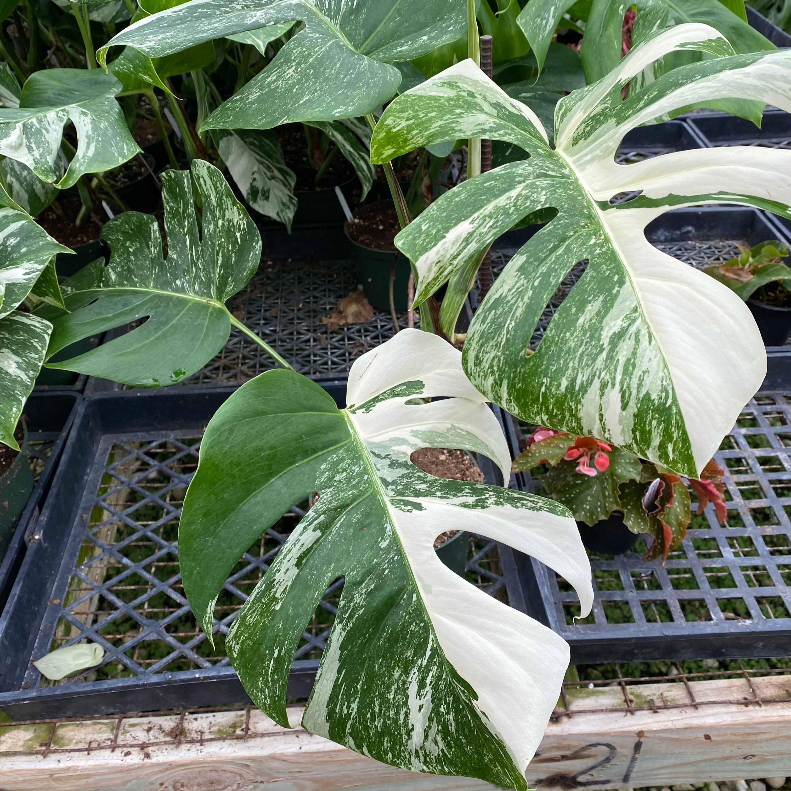 monstera deliciosa albi Monstera deliciosa var. borsigiana albo-variegata (high-color)