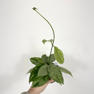 Hoya coriacea (silver) [#2123]