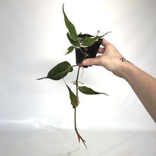 Z-2138 - Philodendron hederaceum ‘Micans Halo’